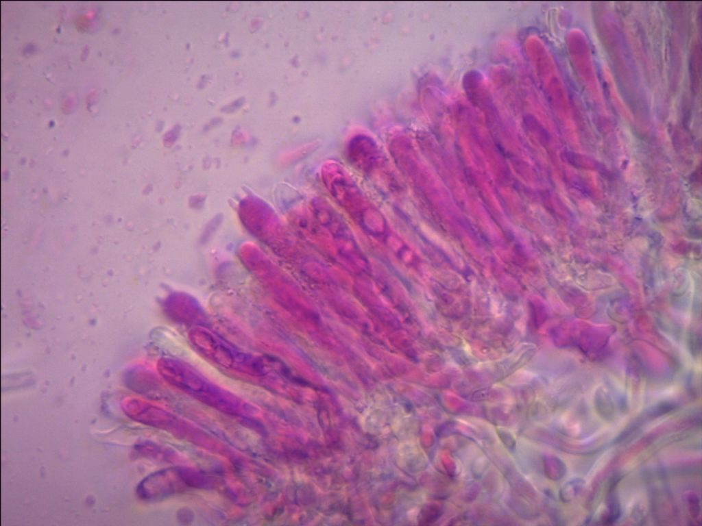 2)fotogr.il 29.04.2011.sotto Cerro